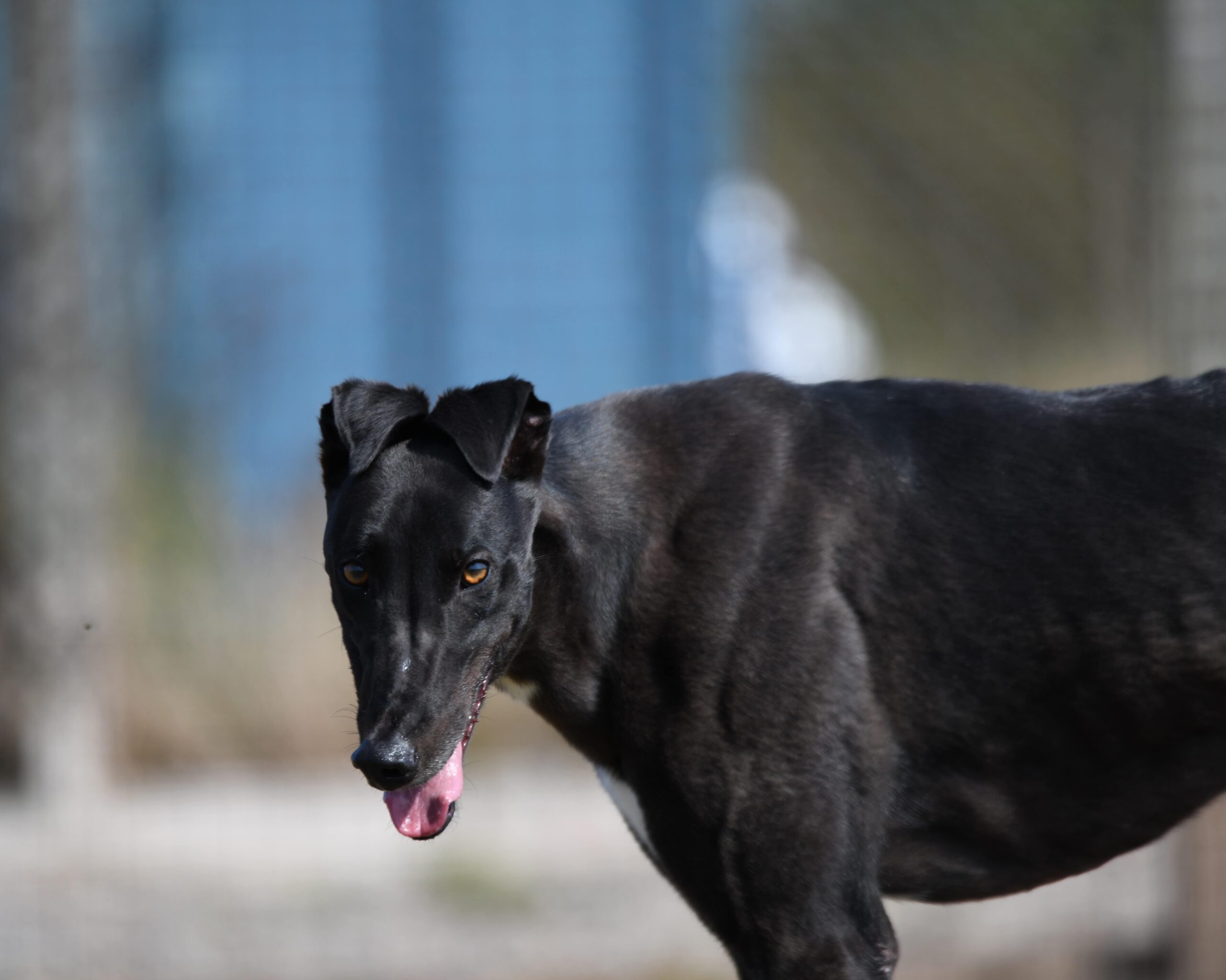 Available Greyhounds Archive Rehoming Retired Greyhounds Edinburgh